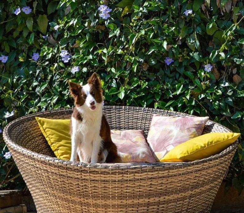 Guest house Aye Boutique Petfriendly